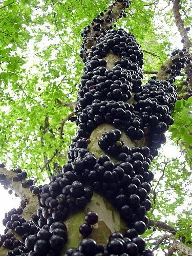 grapes tree with fruit