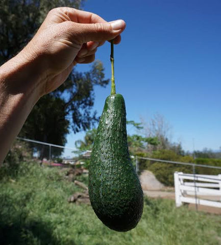 Pokok avocado pinkerton - Nursery Kebun Bandar