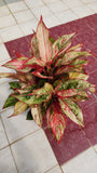 Aglaonema siam aurora white var - Аукцион