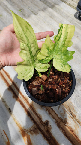 Philodendron Golden Dragon Full Mint - Plants for auction