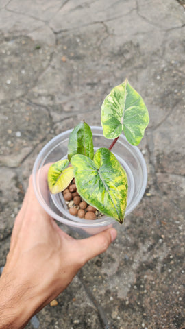 Alocasia Yucatan Princess Variegated - Plant Auction