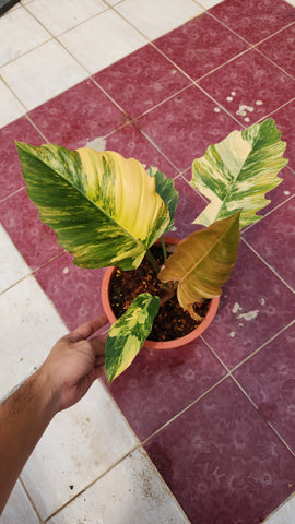 Philodendron Caramel Marble - Plant for auction