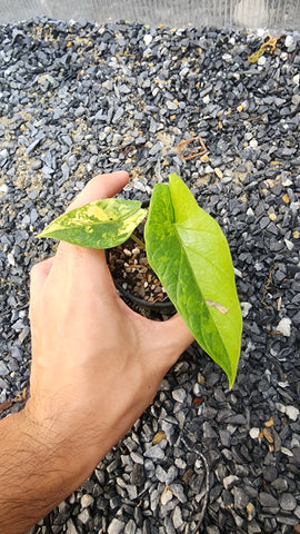 Alocasia Scalprum Variegated