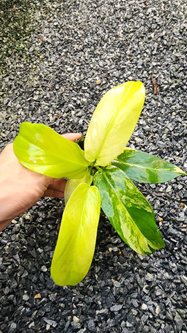 Philodendron Squamiferum X Philodendron Green Congo - Plant for auction