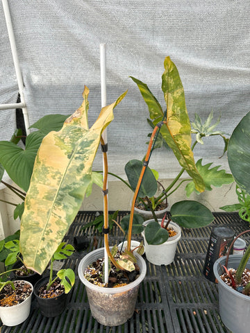 Philodendron Billietiae Variegated - Limited Time Only