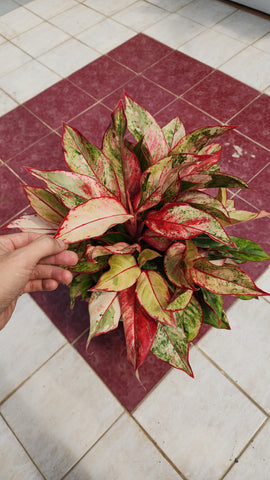 Aglaonema siam aurora white var - Auction