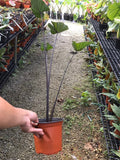 Colocasia Tea Cup - Nursery Kebun Bandar