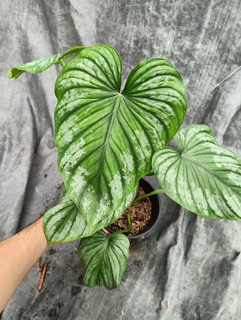 Philodendron Mamei Silver Cloud(medium) – Malaysia Online Plant Nursery