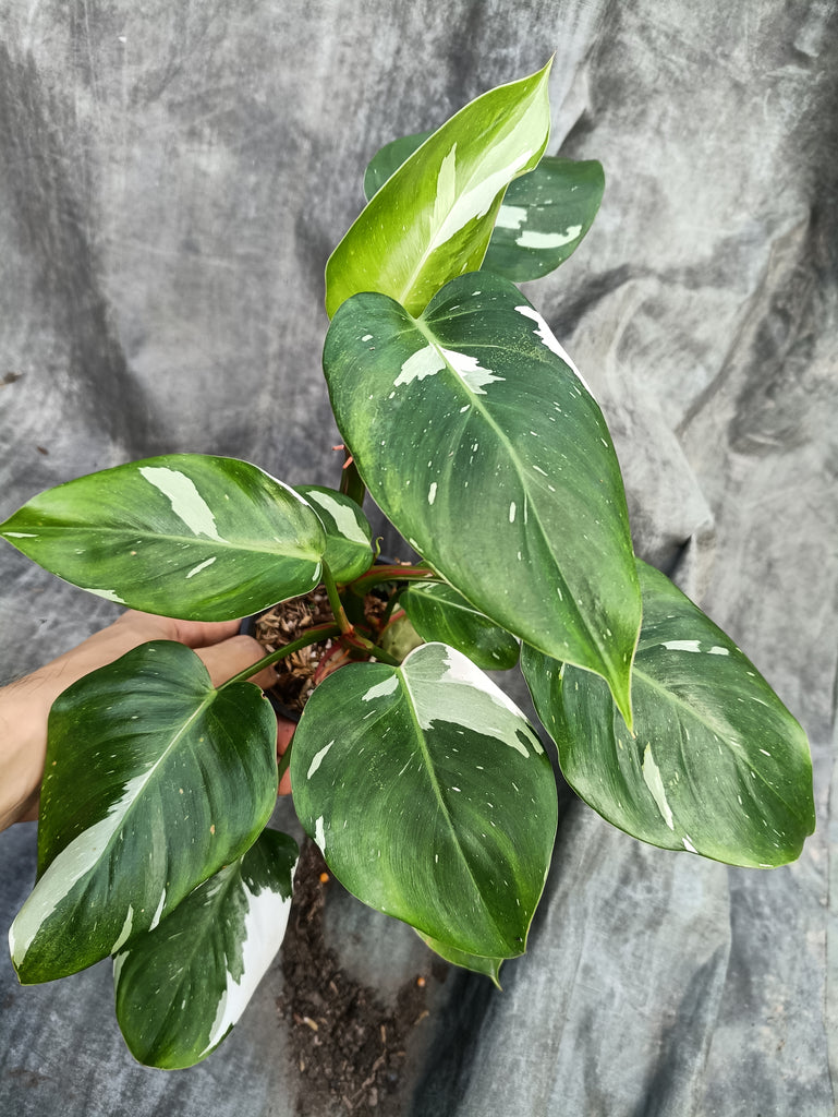 Philodendron White Princess – Malaysia Online Plant Nursery