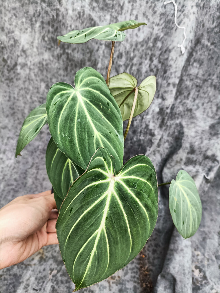 Philodendron Gloriosom White Vein – Malaysia Online Plant Nursery