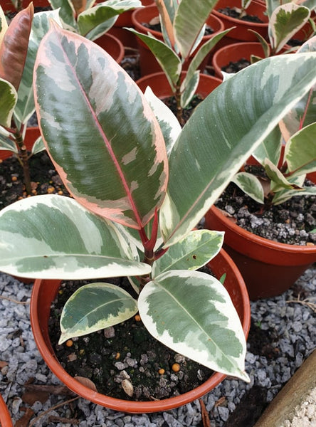 Ficus Elastica (rubber tree) – Malaysia Online Plant Nursery